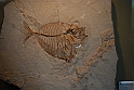 I Fossili di Bolca_22